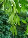 Ясен білоцвітний насіння (20 шт) манний або манновий (Fraxinus ornus) білий RS-01312 фото 9