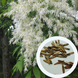 Ясен білоцвітний насіння (20 шт) манний або манновий (Fraxinus ornus) білий RS-01312 фото 1