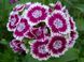 Гвоздика китайська насіння 0,25 грами (прибл. 300 шт) (Dianthus chinensis) рожево-біла багаторічна RS-00254 фото 2