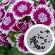Гвоздика китайська насіння 0,25 грами (прибл. 300 шт) (Dianthus chinensis) рожево-біла багаторічна RS-00254 фото 1