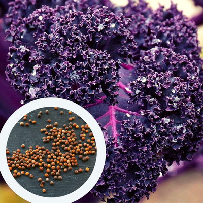 Капуста кейл насіння (2 г близько 600 штук) фіолетова листова кудрява кале ґрюнколь браунколь RS-02027 фото