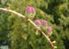 Модрина японська насіння 0,5 грами (прибл 100 шт) Кемпфера (Larix kaempferi) RS-01282 фото 2