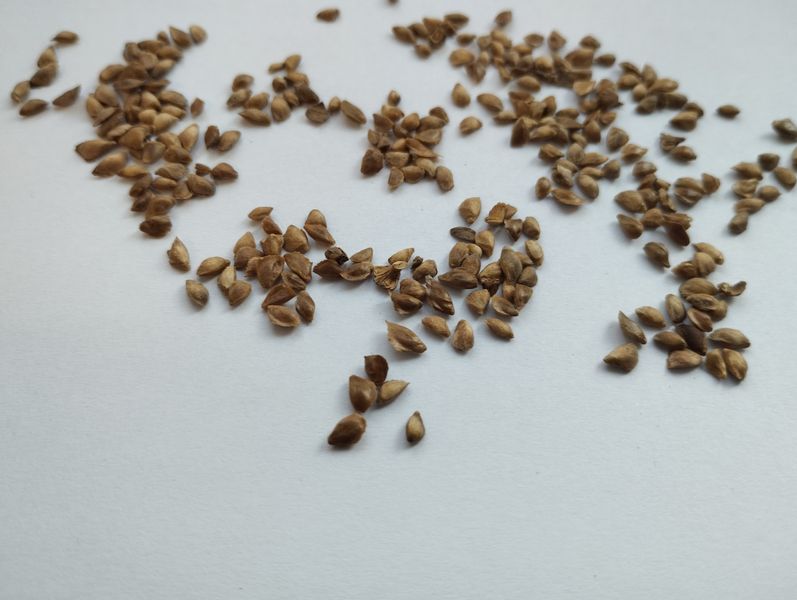 Модрина японська насіння 0,5 грами (прибл 100 шт) Кемпфера (Larix kaempferi) RS-01282 фото