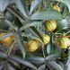 Кария овальная семена (10 шт) орех гикори яйцевидный (Carya ovata) RS-00171 фото 1
