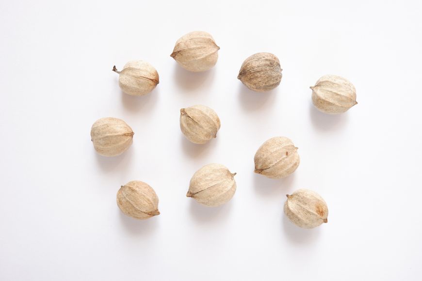 Кария овальная семена (10 шт) орех гикори яйцевидный (Carya ovata) RS-00171 фото