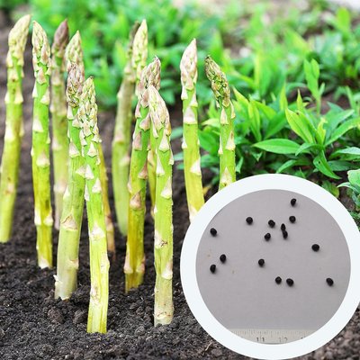 Спаржа насіння 1 грам (прибл 50 шт) аспарагус садовий (Aspáragus officinális) RS-00685 фото