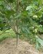 Азиміна трилопатева насіння (10 шт) мексанський банан пав-пав (Asimina triloba) RS-00153 фото 4