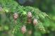 Тсуга канадська насіння 0,5 грами (прибл 100 шт) (Tsuga canadensis) RS-01283 фото 3