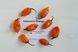 Перец острый Habanero Orange семена (5 шт) Хабанеро оранжевый чили суперхот до 350 000 SHU RS-02158 фото 2