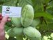 Азиміна трилопатева насіння (10 шт) мексанський банан пав-пав (Asimina triloba) RS-00153 фото 2