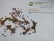 Тсуга канадская семена 0,5 грамма (около 100 шт) (Tsuga canadensis) RS-01283 фото 4