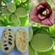 Азиміна трилопатева насіння (10 шт) мексанський банан пав-пав (Asimina triloba) RS-00153 фото 3