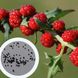 Шпинат полуниний насіння (20 шт) малина жминда багатолиста лобода (Blítum virgátum) RS-00258 фото 1