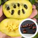 Азимина трёхлопастная семена (10 шт) мексиканский банан пав-пав (Asimina triloba) RS-00153 фото 1
