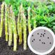 Спаржа насіння 1 грам (прибл 50 шт) аспарагус садовий (Aspáragus officinális) RS-00685 фото 1