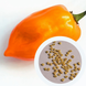 Перец острый Habanero Orange семена (5 шт) Хабанеро оранжевый чили суперхот до 350 000 SHU RS-02158 фото 1