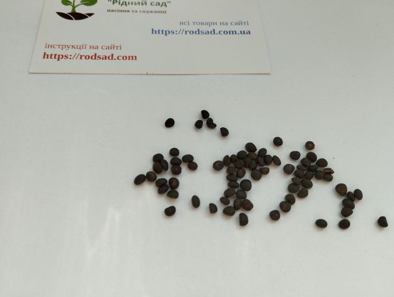 Спаржа семена 1 грамм (около 50 шт) аспарагус садовый (Aspáragus officinális) RS-00685 фото