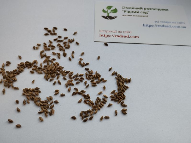 Тсуга канадская семена 0,5 грамма (около 100 шт) (Tsuga canadensis) RS-01283 фото