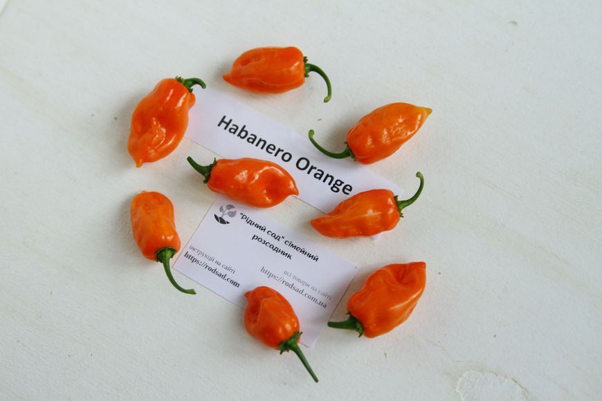 Перец острый Habanero Orange семена (5 шт) Хабанеро оранжевый чили суперхот до 350 000 SHU RS-02158 фото