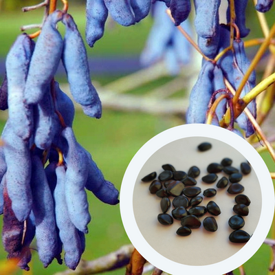 Декенея Фаргеза насіння (5 шт) синя (Decaisnea fargesii) RS-01291 фото