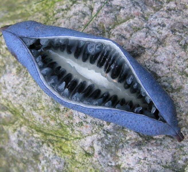 Декенея Фаргеза насіння (5 шт) синя (Decaisnea fargesii) RS-01291 фото