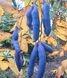Декенея Фаргеза насіння (5 шт) синя (Decaisnea fargesii) RS-01291 фото 5