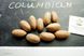 Горіх карія пекан сорт Columbian пізній насіння 10 шт RS-00174 фото 3