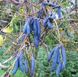 Декенея Фаргеза насіння (5 шт) синя (Decaisnea fargesii) RS-01291 фото 4