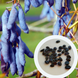Декенея Фаргеза насіння (5 шт) синя (Decaisnea fargesii) RS-01291 фото 1