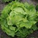 Салат Айсберг насіння (1 гр) латук качанний ранній . For Hobby, TM GL Seeds RS-02104 фото 1
