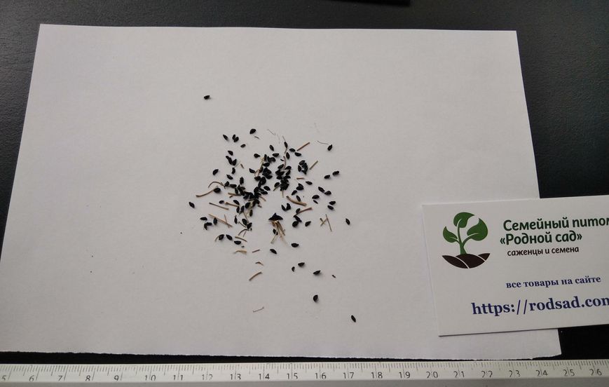 Цибуля Шнітт насіння 1 грам (прибл. 800 шт) скорода (Allium schoenoprasum) багаторічна на перо RS-00296 фото