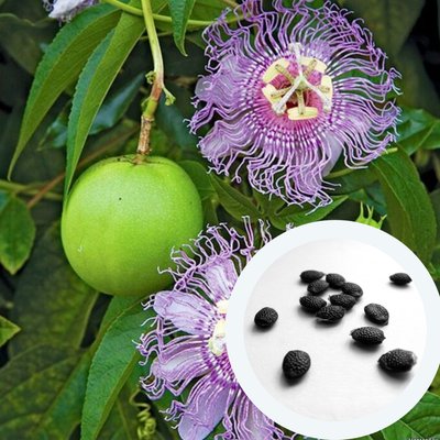 Пасіфлора маракуя насіння (10 шт) північна інкарнатна страстоцвіт (Passiflora incarnata) морозостійка RS-00297 фото