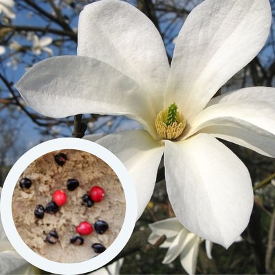 Магнолія Кобус насіння (10 шт) японська (Magnolia kobus) біла морозостійка RS-00216 фото