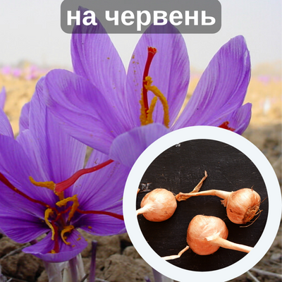 Шафран посівний цибулини 20 шт шафрановий крокус осінній насіння (Crocus sativus) для спеції морозостійкий RS-00004 фото