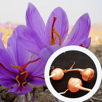 Шафран посівний цибулини 20 шт шафрановий крокус осінній насіння (Crocus sativus) для спеції морозостійкий RS-00004 фото