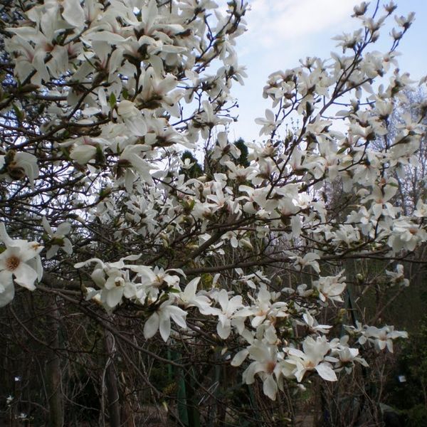 Магнолия Кобус семена (10 шт) японская (Magnolia kobus) белая морозостойкая RS-00216 фото