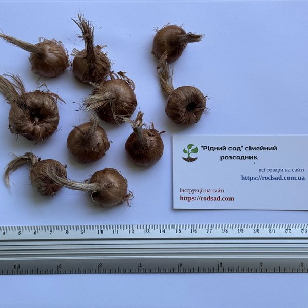 Шафран посівний цибулини 20 шт шафрановий крокус осінній насіння (Crocus sativus) для спеції морозостійкий RS-00004 фото