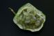 Пасіфлора маракуя насіння (10 шт) північна інкарнатна страстоцвіт (Passiflora incarnata) морозостійка RS-00297 фото 7
