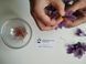 Шафран посівний цибулини 20 шт шафрановий крокус осінній насіння (Crocus sativus) для спеції морозостійкий RS-00004 фото 6