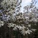 Магнолия Кобус семена (10 шт) японская (Magnolia kobus) белая морозостойкая RS-00216 фото 3