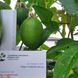 Пассифлора маракуйя семена (10 шт) северная инкарнатная страстоцвет (Passiflora incarnat) морозостойкая RS-00297 фото 2