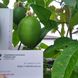 Пассифлора маракуйя семена (10 шт) северная инкарнатная страстоцвет (Passiflora incarnat) морозостойкая RS-00297 фото 3