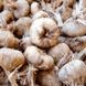 Шафран посевной луковицы 20 шт шафрановый крокус осенний семена (Crocus sativus) для специи морозостойкий RS-00004 фото 3