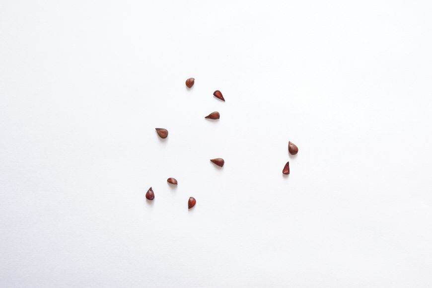 Хеномелес насіння (20 шт) айва японська (Chaenoméles japónica) RS-00075 фото