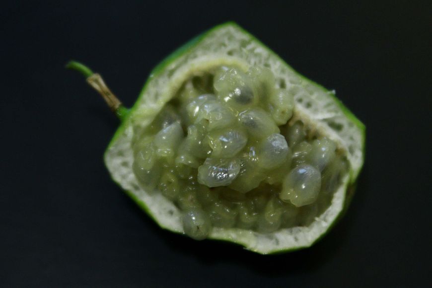 Пассифлора маракуйя семена (10 шт) северная инкарнатная страстоцвет (Passiflora incarnat) морозостойкая RS-00297 фото
