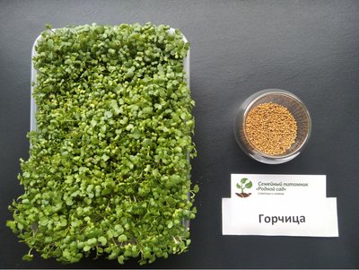 Гірчиця насіння для мікрозелені (8 грамів) RS-00525 фото