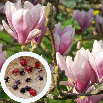 Магнолия Суланжа семена (10 шт) (Magnolia soulangeana) розовая морозостойкая RS-00217 фото