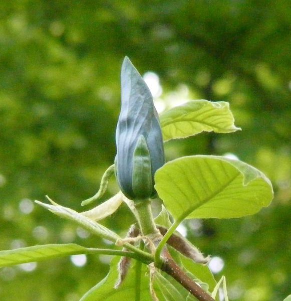 Магнолія загострена Blue Opal насіння (5 шт) огіркове дерево (Magnolia acuminata) блакитна RS-01294 фото