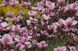 Магнолия Суланжа семена (10 шт) (Magnolia soulangeana) розовая морозостойкая RS-00217 фото 3