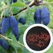 Жимолость съедобная семена (20 шт) синяя (Lonicera edulis) RS-00077 фото 1